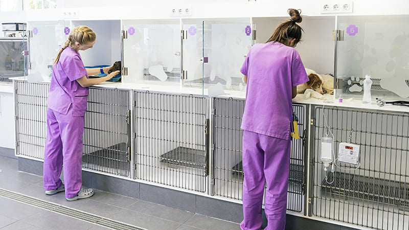 Nouvelle clinique vétérinaire de garde à Toulouse en 2022!