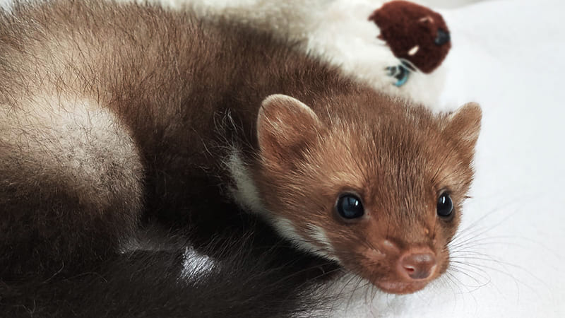 L'Hirondelle et ses animaux ont besoin de vous !
